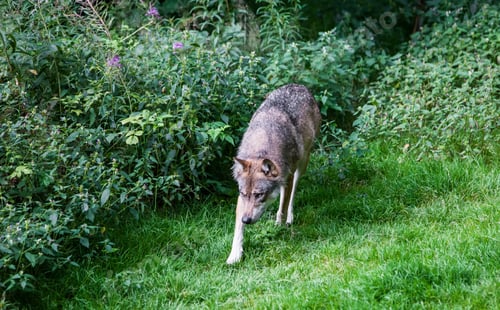 Preview: Gray (Or Grey) Wolves (Canis Lupus) In The Bayerischer Wald National Park In Bavaria, Germany.