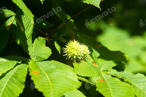 Preview: Horse-Chestnuts On Conker Tree Branch - Aesculus Hippocastanum Fruits