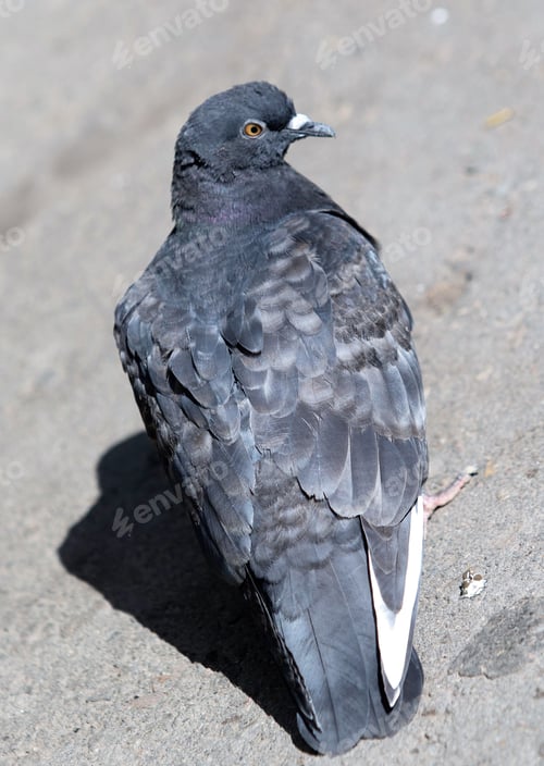 Preview: Blue Dove On The Asphalt