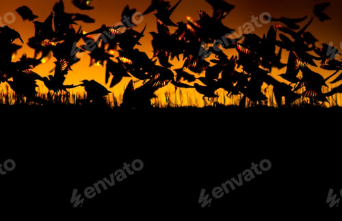 Preview: Sunset And Birds. Birds Silhouette. Sunset Nature Background.
