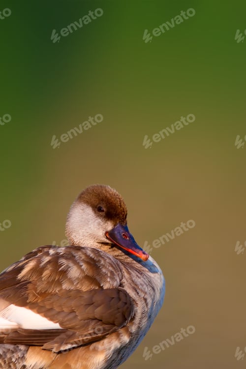 Preview: Cute Duck Nature Background. Red Crested Pochard Netta Rufina.