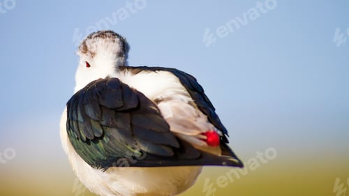 Preview: Cute Bird Portrait. Colorful Nature Background. Common Water Bird.