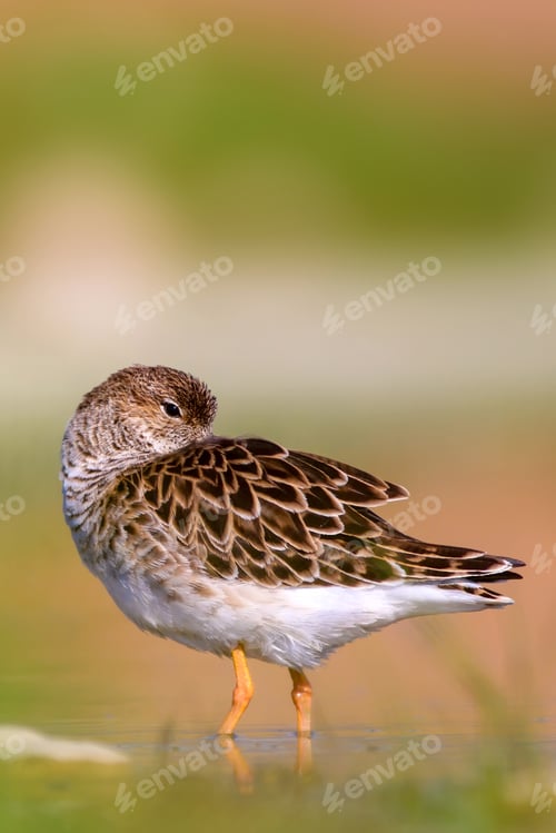 Preview: Common Water Bird Is Resting. Natural Background.