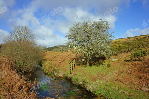Preview: The River Fowey In Winter Showing Dead Bracken And A Hawthorn Tree Covered With Beard Lichens