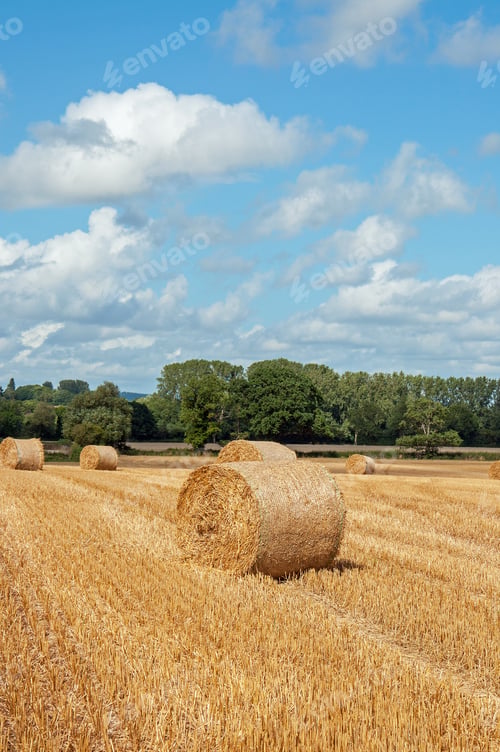 Preview: Bales Of Straw In A Summer Field In The United Kingdom.