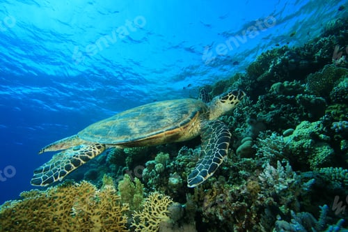 Preview: Hawksbill Turtle (Eretmochelys Imbricata) On Coral Reef