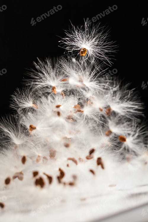 Preview: Abstract Composition With Dried Plants Seeds. Looks Like Dandelion Seeds