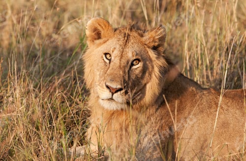 Preview: Male African Lion In The Maasai Mara National Park, Kenya