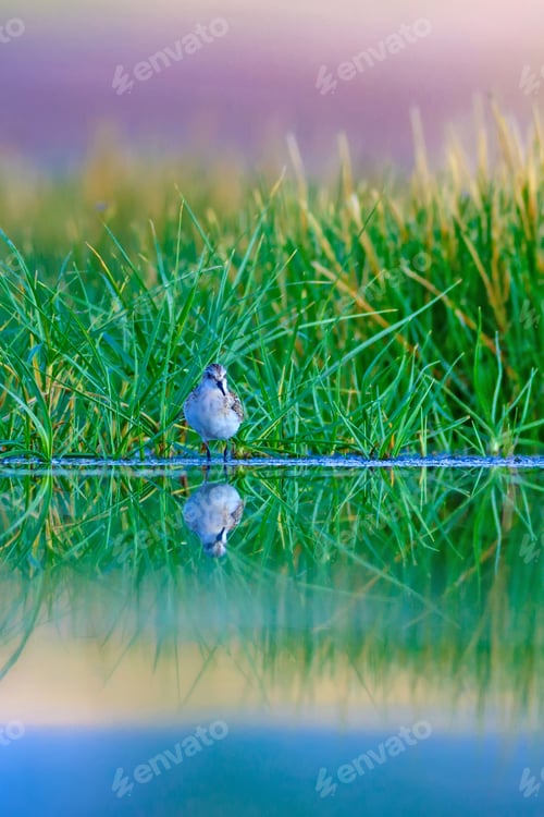 Preview: Cute Water Birds And Nature. Landscape Nature And Birds. Green Nature Background. Common Bird