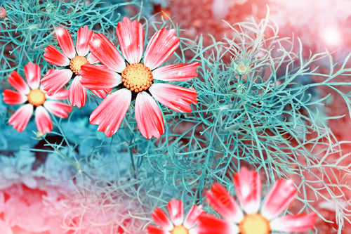 Preview: Colorful Cosmos Flowers On A Background Of Summer Landscape.