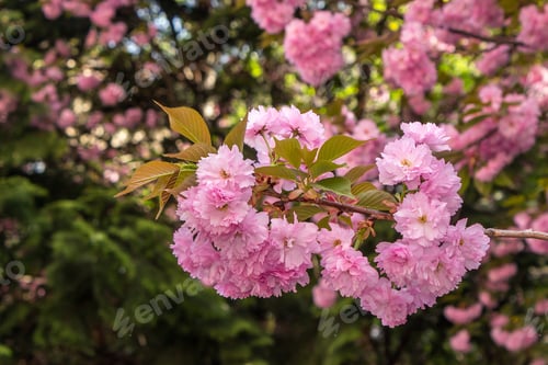 Preview: Pink Blossoms in Springtime with Green Leaves