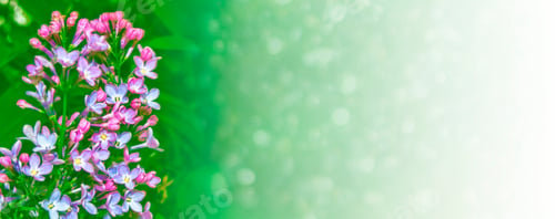 Preview: Bright And Colorful Flowers Lilac On The Background Of Spring Landscape.