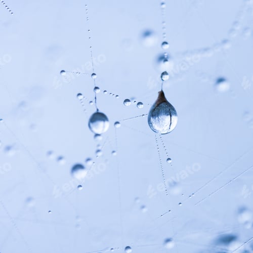 Preview: Abstract Composition From Nature, With Many Beautiful Water Drops On Spiderwebs