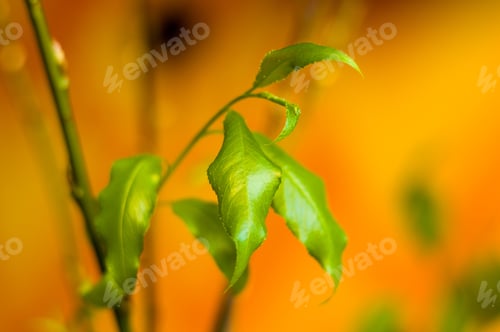 Preview: Willow Branches With Fresh Green Leaves In A Vase