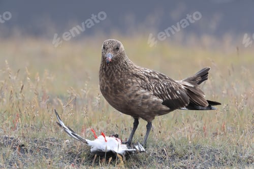 Vista previa: Great Skua Feeding On Dead Arctic Tern Iceland