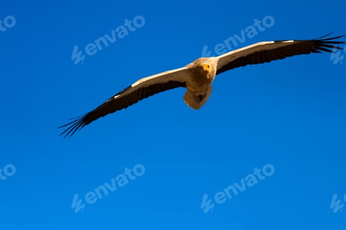 Preview: Flying Vulture. Blue Sky Background. Egyptian Vulture / Neophron Percnopterus