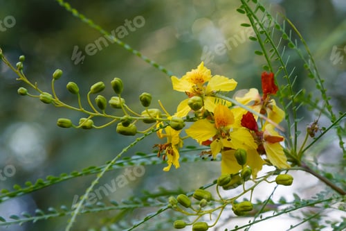 Preview: Cercidium: Mexican Palo Verde Tree(Parkinsonia Aculeata)This Native Of The Deserts Of Arizona Is A