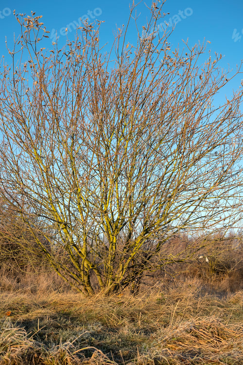 Preview: Bare Winter Tree