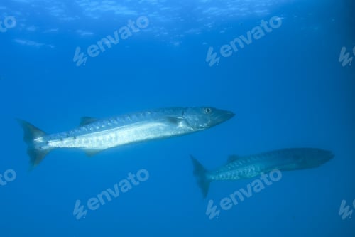 Preview: Great Barracuda Fish