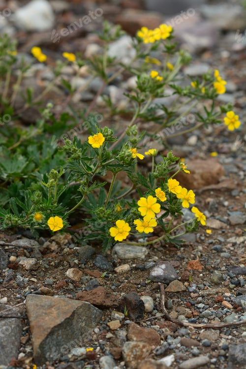 Preview: European Cinquefoil (Potentilla Reptans)