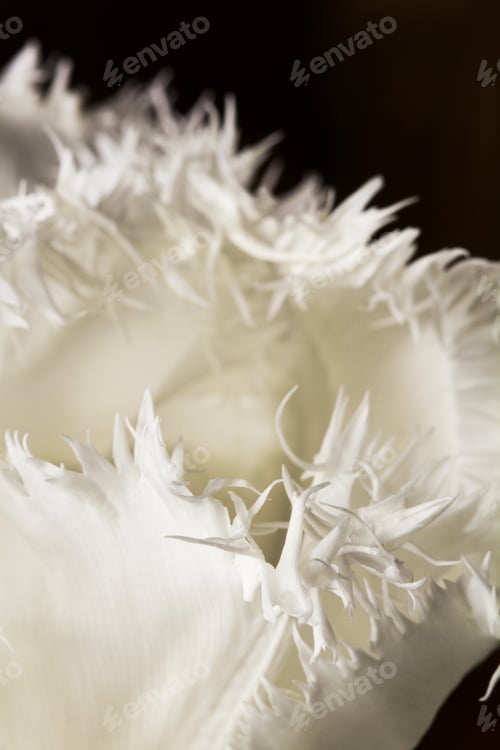 Preview: White, Beautiful Tulip With Details On Black Background