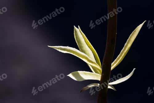 Preview: Light Green Leaves On Natural Background