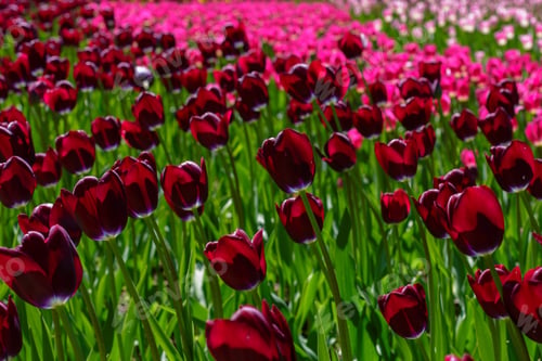 Preview: Spring Blooming Tulip Flowrs Blossom Scene. Tulips In Spring Blooming Garden. Tulip Festival In