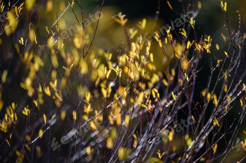 Preview: Autumn Gold Colored Leaves In Bright Sunlight In Forest On Dark Blur Background