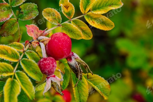 Preview: Berries Of Rosa Canina Covered With Froston A Bush In The Autumn Garden
