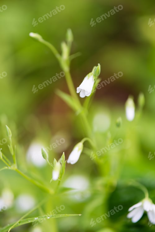 Preview: White Spring Flowers On Green Background With Shallow Depth Of Field