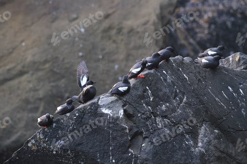 Preview: Pigeon Guillemot , Oregon Coast Usa