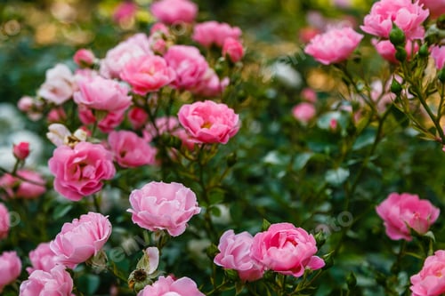 Preview: Pink Roses In The Garden Of Pink Roses. Blooming Roses On The Bush. Growing Roses In The Garden.