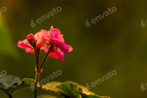 Preview: Pelargonium Geranium Flowers