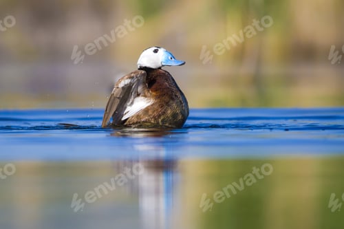 Preview: Swimming Duck. Colorful Lake Habitat Background. Bird: White Headed Duck. Oxyura Leucocephala.