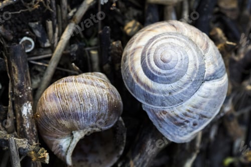 Preview: Orchard Snail (Helix Pomatia) - Shells With Soil Texture And Leaves