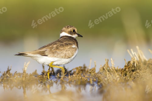 Preview: Cute Little Bird. Yellow Green Brown Nature Background. Bird: Little Ringed Plover. Charadrius