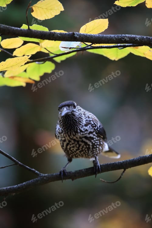 Preview: Spotted Nutcracker, Eurasian Nutcracker Black Forest Germany