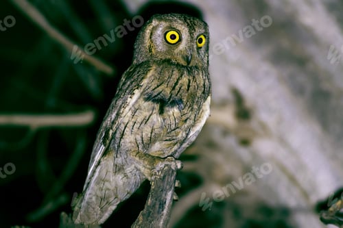 Preview: Night And Owl. Bird: Pallid Scops Owl. Otus Brucei. Urfa Turkey.