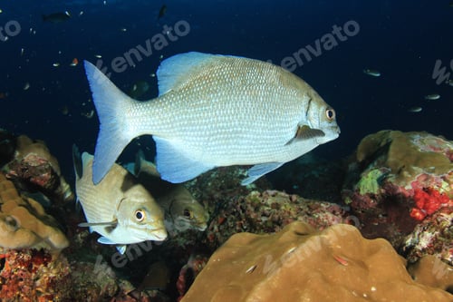 Preview: Fish On Coral Reef In Ocean