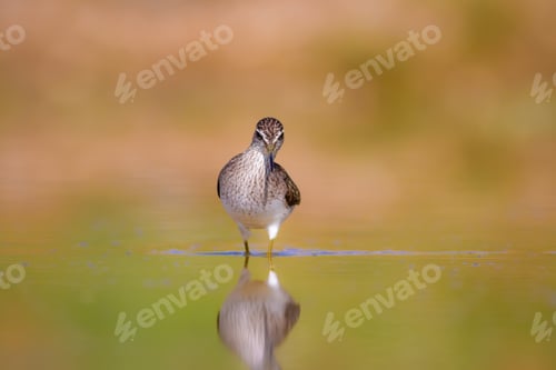 Preview: Cute Bird Sandpiper. Warm Colors Nature Background. Marsh Sandpiper / Tringa Stagnatilis. Asia