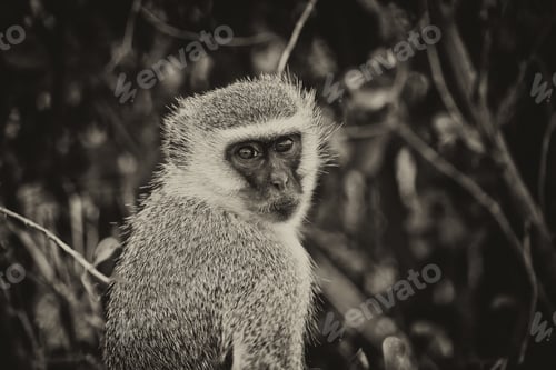 Preview: Vervet Monkey (Chlorocebus Pygerythrus) In The Etosha National Park, Namibia