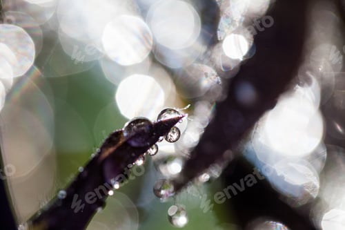 Preview: Abstract, Macro Composition With Leaves And Water Drops