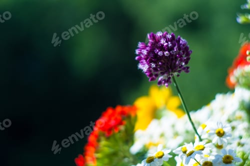 Preview: A Colorful Bouquet Of Bright Spring Flowers Of Various Types, Close-Up
