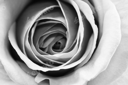 Preview: Black And White, Beautiful, Delicate Rose Petals