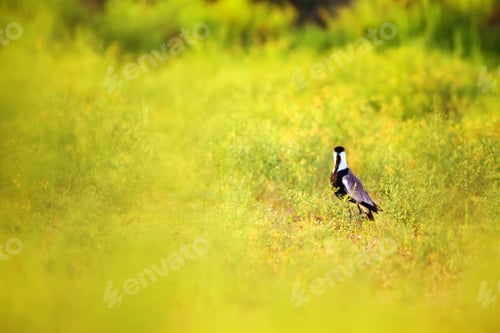 Preview: Green Nature And Spur Winged Lapwing Spur Winged Lapwing / Vanellus Spinosus
