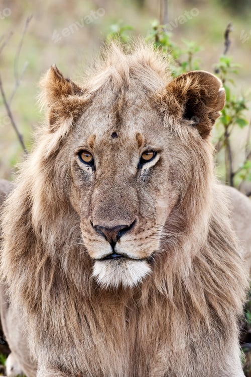 Preview: Male African Lion In The Maasai Mara, Kenya