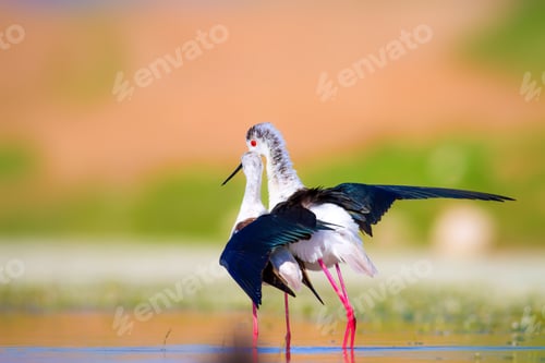 Preview: Cute Long Legged Birds. Bird Mating. Colorful Nature Background.