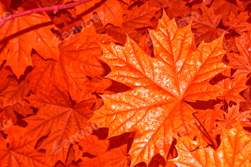 Preview: Autumn Landscape With Bright Colorful Leaves. Indian Summer. Foliage