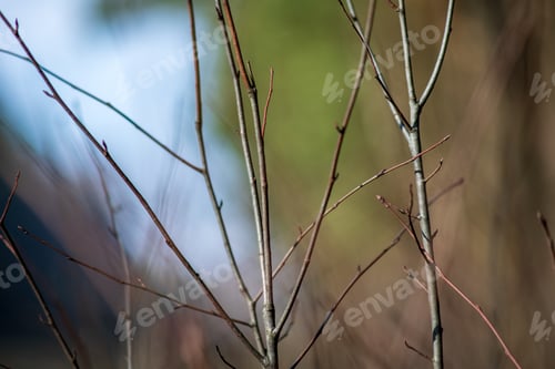 Preview: Naked Tree Branches In Late Autumn With No Leaves On Blur Background