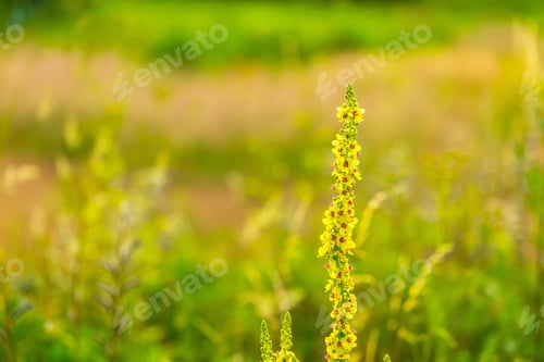Preview: Beautiful Wildflowers Blooming In Polish Countryside. Wild European Plants.